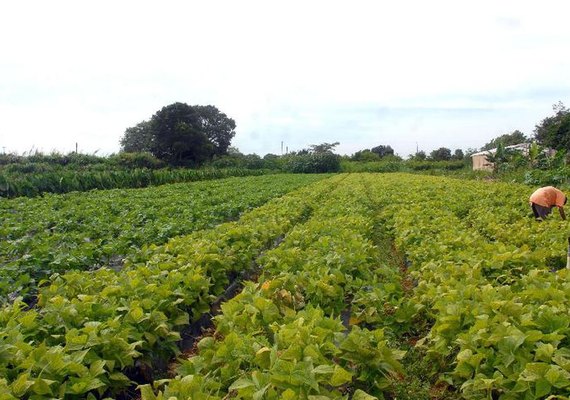 Ministérios assinam acordo para impulsionar agricultura familiar