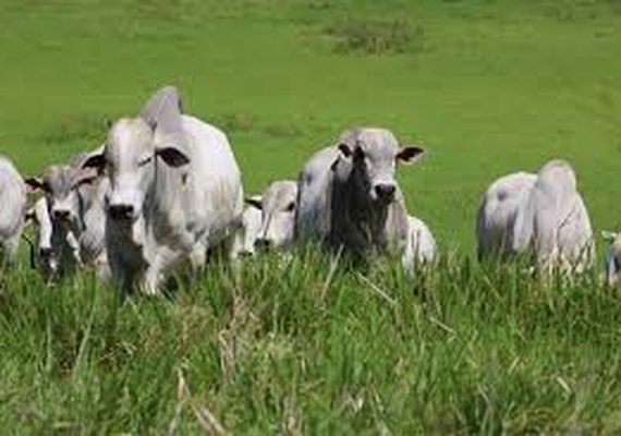 Varrela apresenta nelore de equilíbrio