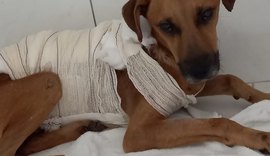 OAB de Penedo presta queixa em caso de cachorro que teve o corpo queimado
