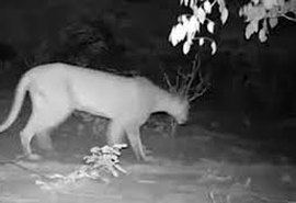 Registro histórico: onça-parda vista em Alagoas depois de 25 anos