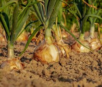 Zoneamento Climático agora abrange o cultivo de cebola