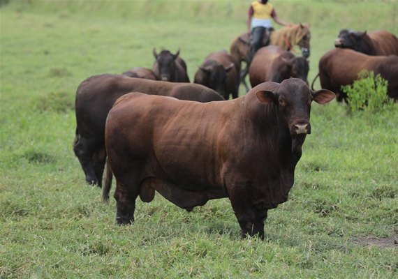Santa Gertrudis da Fazenda Mangabeira assegura versatilidade e alto desempenho no cruzamento industrial