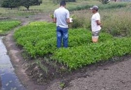 Incentivos à agricultura familiar gera renda e melhora qualidade de vida dos agricultores