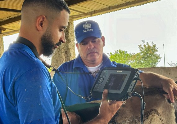 Curso de diagnóstico gestacional em bovinos está com inscrições abertas
