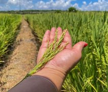 Alagoas Mais Arroz apresenta resultado positivo em novas variedades implantadas no Baixo São Francisco