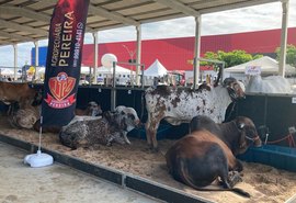 72ª Expoagro realiza única oferta de gado leiteiro da exposição neste sábado (29)