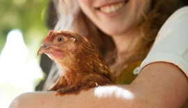 Bem-estar do animal melhora qualidade dos alimentos