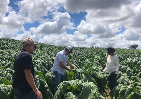 AL realiza trabalho de campo para manutenção da área livre de Mofo Azul do Tabaco