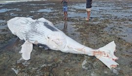 Filhote de baleia Jubarte é encontrado morto com marcas de tubarão no litoral de Alagoas