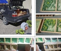 Com ajuda do MPAL, maior traficante de aves silvestres do país é preso