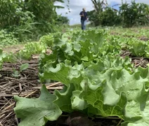 Área plantada cai em Alagoas, mas valor de produção bate recorde