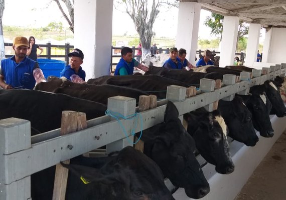 Expo Bacia: Criadores participam de curso de inseminação artificial em bovinos
