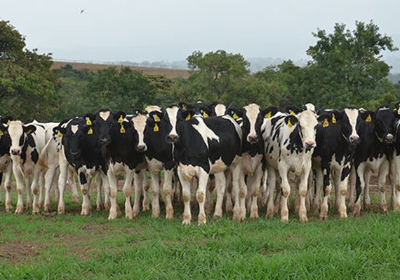 Recria de novilhas incentiva pecuária entre associados da Pindorama