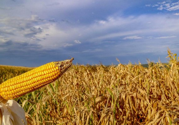 Guerra pode trazer oportunidades para agronegócio do Brasil, diz Ipea