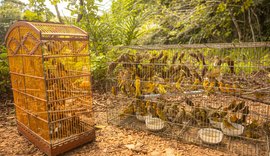 Pássaros vítimas de tráfico são devolvidos a natureza