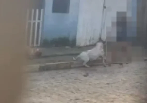 Pitbull mata cachorro em Arapiraca; moradora acusa tutora de negligência