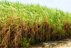 Usinas de AL já processaram mais de 15 milhões de toneladas de cana