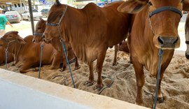 Alagoas vai estrear julgamento da raça Sindi durante 73ª Expoagro