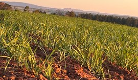 Evento técnico marca abertura da safra da cana em AL