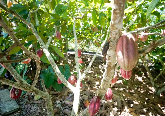 Unicafes/AL confirma presença em 2° Encontro dos Pequenos Produtores de Cacau
