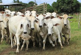 RB Agropecuária garante excelência em produtividade  do Brahman