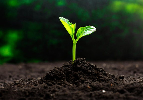 Mapa cria canal exclusivo para alertas sobre pragas