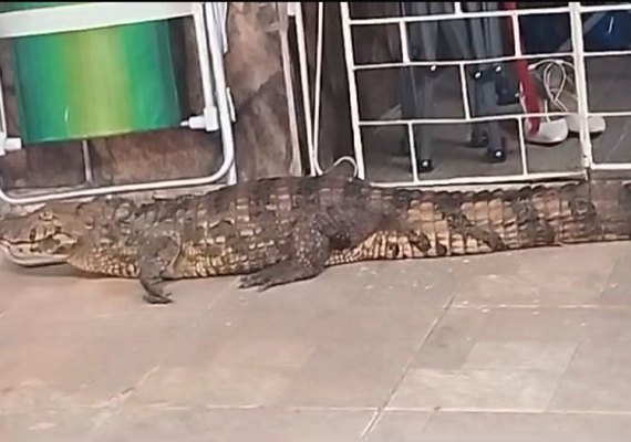 VÍDEO: Jacaré é capturado após invadir casa no interior de Alagoas
