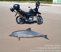 Boto-cinza aparece morto no litoral Norte de Alagoas