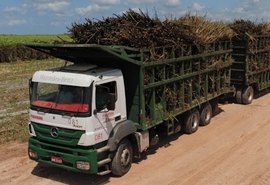 Pindorama abre a safra 20/21 em Alagoas