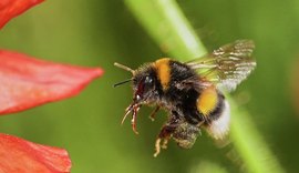 Pesquisadores identificam sinais de consciência em abelhas