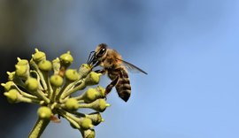 Curso sobre boas práticas na apicultura e agricultura já conta com 7 módulos