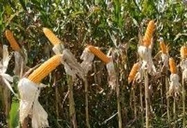 Safra de milho do Brasil aproxima-se de recorde