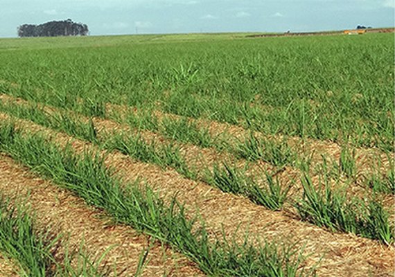 Fornecedores de cana estão com expectativa positiva para safra 18/19