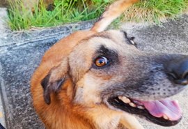 Estudante faz vaquinha virtual para evitar sacrifício do cãozinho de estimação