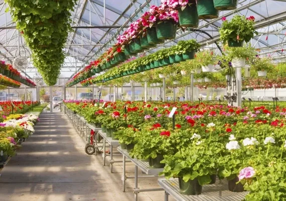 Projeto promete apresentar tendências e boas práticas para o mercado de floricultura em Alagoas