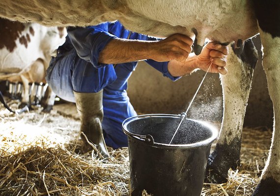 3 mil produtores serão privilegiados com unidade de beneficiamento de leite em Batalha