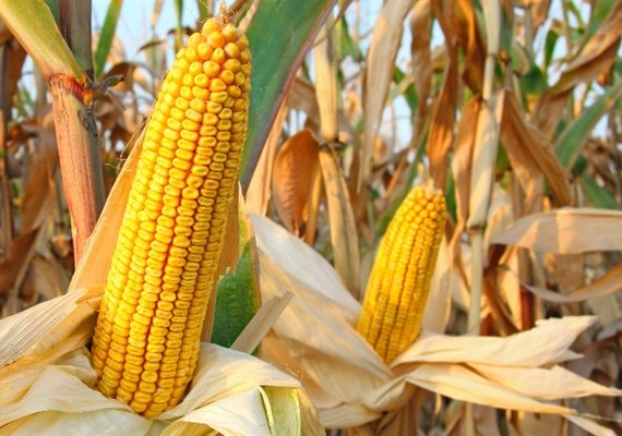 Nova tecnologia herbicida contra ervas daninhas nos milharais