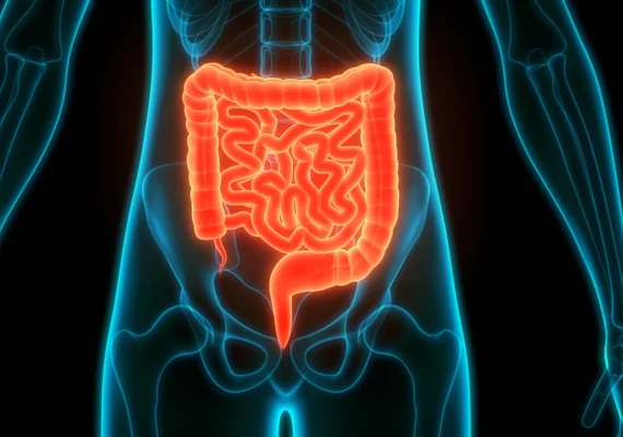 Estudo aponta que adoçante pode afetar bactérias benéficas do intestino