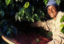 Cooperativas cafeeiras ganham visibilidade e fortalecem atuação com foco em inovação
