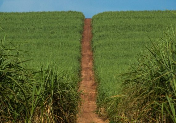 Safra 18/19 encerra outubro com 4,8 mi de toneladas de cana processadas