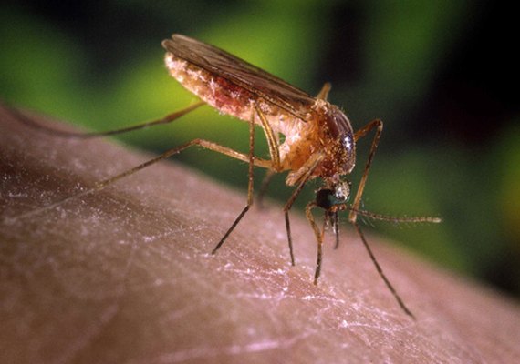 São Paulo registra primeiros casos humanos de febre do Nilo Ocidental
