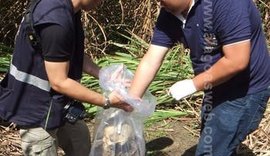 Ossada humana é encontrada em canavial, em Pilar