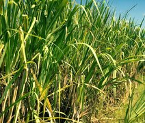Cana-de-açúcar: ferramenta gratuita analisa melhor ponto de colheita