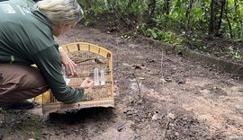 Centro de Triagem devolve 164 animais silvestres à Mata Atlântica em Alagoas