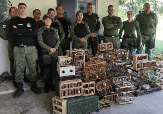 Operação pássaro livre apreende 112 animais silvestres na feirinha do tabuleiro