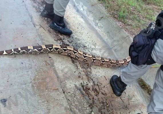 Cobra de 2 metros é encontrada em Alagoas