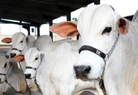 ACA mantém calendário da Expoagro de 2020