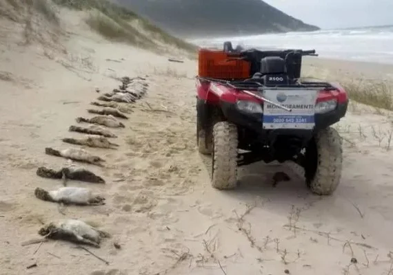 Florianópolis tem quase 300 pinguins encontrados mortos em 40 dias