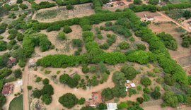 Agricultores de Palmeira dos Índios colaboram com pesquisa que busca fortalecer conservação de umbu-cajazeiras