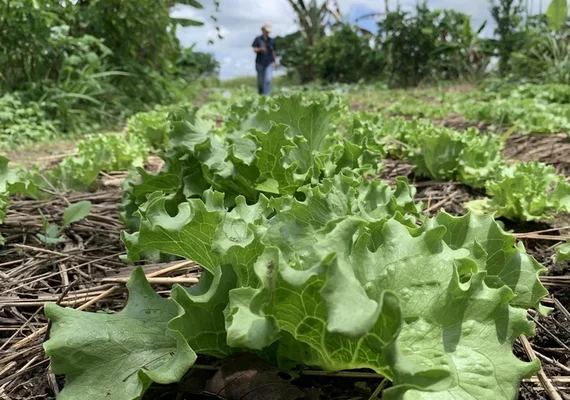 Área plantada cai em Alagoas, mas valor de produção bate recorde